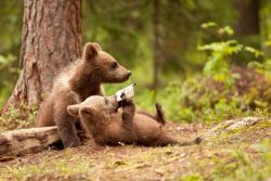 magicalnaturetour:  Adorable bear hugs all around in Finland. Photos by Glendrius Stakauskas/Solent New &amp; Photo Agency 
