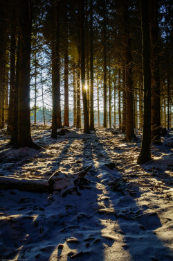 travelingcolors:  Sun through a dark winter forest | Sweden (by Fredde Nilsson)