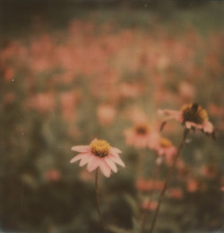 floralls:  57/100 Echinacea (by Triana T.) 