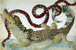 emigrejukebox:Maria Sibylla Merian: Spectacled caiman fighting with a coral pipe snake, ca. 1701-1705