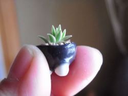 archiemcphee:  The Department of Miniature Marvels is thrilled to discover that they can add gardening to their list of work-related hobbies. A recent trend in Japan has people raising itty-bitty bonsai plants less than 3cm in height. Called cho-mini