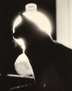 alsk00: Siamese Cat, c.1956. John D. Hart. Gelatin silver 