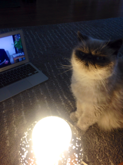wordsandturds:wordsandturds:wordsandturds:  telling ghost stories  “but they never caught that red dot…”  i hope my cat gets the fame he deserves 