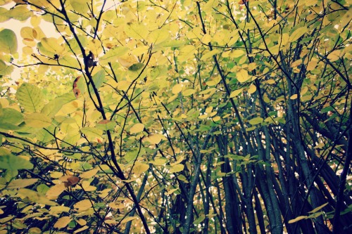missanisah:  Golden yellow… on Flickr. I´m in love with Fall. 
