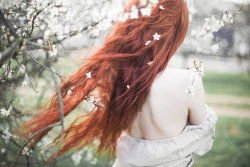 eyeofthemountain:  Redheads spring by emuciss  