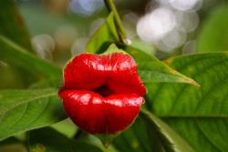 Psychotria Elatra, also known as the &ldquo;hot lips plant&rdquo;, is an endangered plant found in Central and South America.