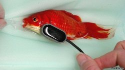 goldfishgal:  A goldfish lover from Norfolk