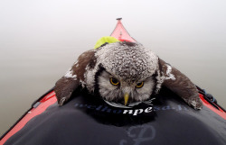 asapscience:  A tired swimmer rescued in Finland. A Northern Hawk-Owl who had presumably gotten lost in a fog, was found by a kayaker. Once the cold Hawk-Owl found its way onto the tip of kayak, it proceeded to burrow into its savior’s life jacket.