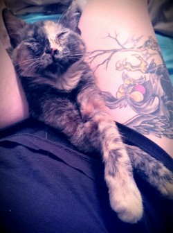 savvypussycat:  I have the most content kitten, ever. (Yes, that is the Great Owl from the Secret of Nimh on my right thigh.) 