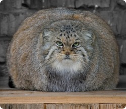 sweetguts:  tairupanda:  derschneefiel:  The Pallas´s Cat, also called Manul, is a small wildcat living in the grasslands and steppe of central asia.It is named after the german naturalist Peter Simon Pallas, who first described the species in 1776.