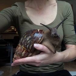 sixpenceee:  The Giant African Snail. While they can be kept as pets, they are often considered as an invasive species. They can live for several years and grow up to 20cm (7.8 inches) in length.