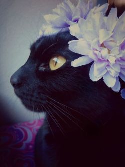 ainawgsd: Cats With Flower Crowns