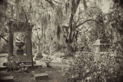 shevyvision:  an obsession is where something will not leave your mind. ~ eric clapton i am obsessed with my morning at bonaventure cemetery…the light streaming through spanish moss covered live oaks, the sculpture with it’s centuries old patina,