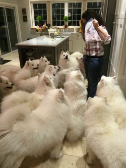  A pack of samoyeds 