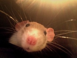 aboutpetrats:  Foods that are dangerous for pet ratswww.aboutpetrats.com