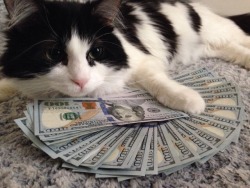 alxbngala:  Money Cats masterpost,   to have your LIFE!! filled with money.  Felis onepercentus