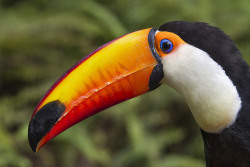 sdzoo:  The large surface area of a toucan’s beak is one of this bird’s adaptations for staying cool.