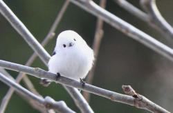 canadian-asian:  THE CUTEST BIRD IN THE WORLD (The Japanese Long Tailed Tit) 