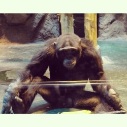 #Chimpanzee (#Monkey #Primate) / #Izhevsk #Zoo #Animals  January 4, 2014  #Шимпанзе