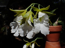 orchid-a-day: Prosthechea mariae   Syn.: Epidendrum mariae; Encyclia mariae; Euchile mariae   July 25, 2018  