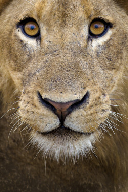 big-catsss:  Lion Eyes by Mario Moreno