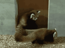 hardforbrandon:  THE FIRST POUNCE WAS ADORABLE,