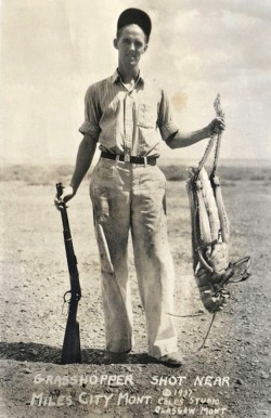 Grasshopper shot near Miles City Mont, 1937.