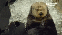 montereybayaquarium:How do sea otters eat ice cubes? Let us break it down for you: crack it, crunch it, nom it and…nap!Need more otters? Watch our live cam!  
