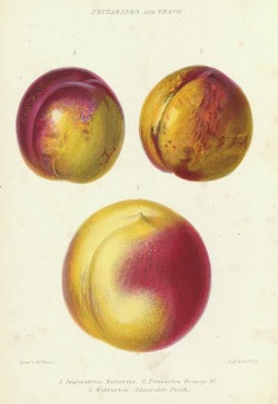 stilllifequickheart:  Augusta Innes Baker Withers.Â Nectarines and Peach.Â 1859. 