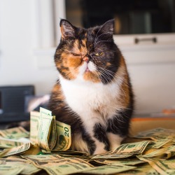 cashcats:  pudge