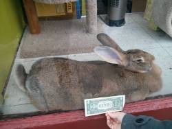 sweet-bitsy:  awwww-cute:  Went to a pet store today and saw this GIANT rabbit  So you decided to throw money at it like a stripper 