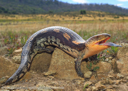 earthly-fauna:Blotched Blue-tongue Skink (Tiliqua nigrolutea) by Rob Valentic - Gondwana Reptile Productions on Flickr.