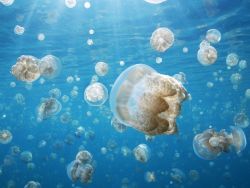 retrograpes:  水泳、美しいクラゲ。~ Swimming, beautiful jellyfish ~ 
