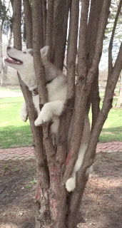 catgifcentral:  Tree Climbing Dog