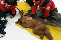 yahoonewsphotos:  Ski resort bear released in wild returns to Tahoe A bear cub is seen receiving care on Monday, March 3, 2014, at the Heavenly Mountain Ski Resort at Lake Tahoe, Calif. The bear cub apparently became too accustomed to people and is headed