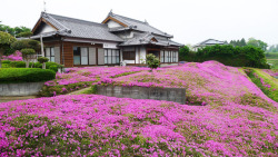 night-theonlytimeofday:  love:  This loving husband spent two years planting thousands of flowers for his blind wife to smell.  After going blind,   Mrs. Kuroki  become depressed and withdrawn, secluding herself in their home.  Her husband decided