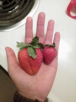 Giant strawberry I found in my batch tonight.