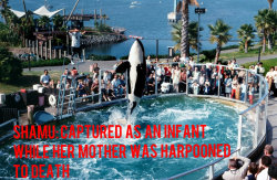 dirtygrass:  freedomforwhales:  You give this corporation your money, you’re the one paying for the abuse to continue.   FUUUUUUUUUUCK SEA WORLD