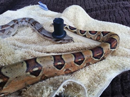 samandria:  Happy 1st birthday Nymeria!  Enjoy some adorable photos of a baby boa in both a top hat and a princess hat! 