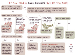 laughingsquid:  What To Do If You Find a Baby Songbird Out of Its Nest 
