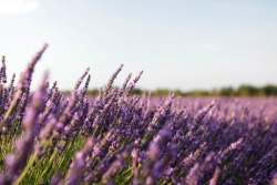 flitterling:  Lavender (Provence, France) by Jochen Sand