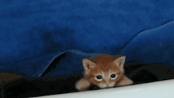cineraria:  Hungry Kittens! - Austin Pets
