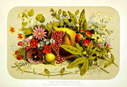 bible-garden:  A land of wheat, and barley, and vines, and fig trees, and pomegranates; a land of olive oil, and honey. Deuteronomy 8:8 (KJV) Illustration: Fruits and Flowers of Palestine (1859), Prof. K.S. Osborn. 