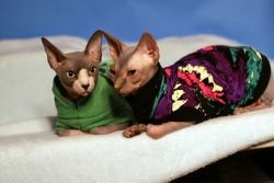 hairless-hugo:Sometimes I have to shut the boys out of the studio while I make “art.” When I am done I let them back in and they immediately climb into what is left of the set for picture time. Pose off!