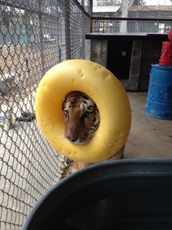 srafandseedpods:  OH MY GOD one of our tigers