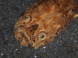 Stargazers are a family of fish, found in shallow ocean waters all over the world. They bury themselves into the sand, often with just their eyes staring eerily upwards, hence their name. Using this method, they can look out for prey before leaping up