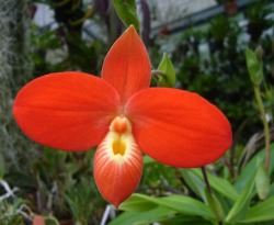 orchid-a-day: Phragmipedium besseae Syn.: Paphiopedilum besseae;   Phragmipedium besseae var. flavum;   Phragmipedium besseae f. flavum September 25, 2018  