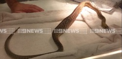 calleo:  chondropythons:descreetlybi:  chondropythons:  Don’t bite the hand that feeds you! Or in this case, tongs!  This snake has perplexed their owners and surprised a veterinarian by swallowing not only their rodent dinner but also the tongs that