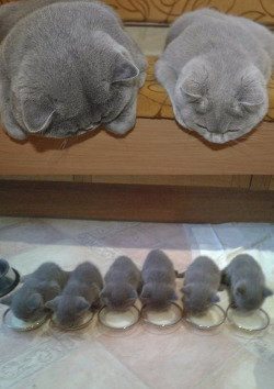boredpanda:    Cats With Their Cute Mini-Mes  