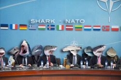 laughhard:  Googled sharknato instead of sharknado; did not disappoint